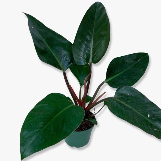 Congo Rojo, Philodendron